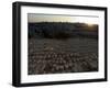 Sunset, Jewish Cemetery, Mount of Olives, Jerusalem, Israel, Middle East-Christian Kober-Framed Photographic Print