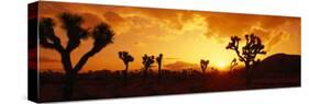 Sunset, Joshua Tree Park, California, USA-null-Stretched Canvas