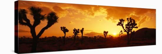 Sunset, Joshua Tree Park, California, USA-null-Stretched Canvas