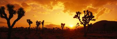 https://imgc.allpostersimages.com/img/posters/sunset-joshua-tree-park-california-usa_u-L-OHASM0.jpg?artPerspective=n