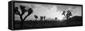 Sunset, Joshua Tree Park, California, USA-null-Framed Stretched Canvas