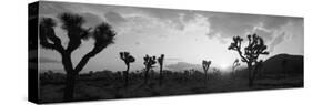 Sunset, Joshua Tree Park, California, USA-null-Stretched Canvas