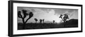 Sunset, Joshua Tree Park, California, USA-null-Framed Photographic Print