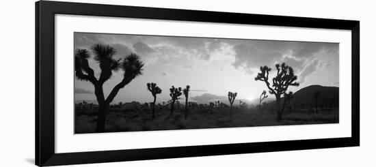 Sunset, Joshua Tree Park, California, USA-null-Framed Photographic Print