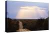 Sunset, Kruger National Park, South Africa, Africa-Christian Kober-Stretched Canvas