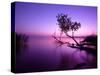 Sunset Lake. this Photo Make in Hungary. Sunset Whit Balaton-hofhauser-Stretched Canvas
