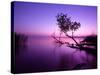 Sunset Lake. this Photo Make in Hungary. Sunset Whit Balaton-hofhauser-Stretched Canvas