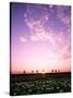 Sunset Landscape-null-Stretched Canvas