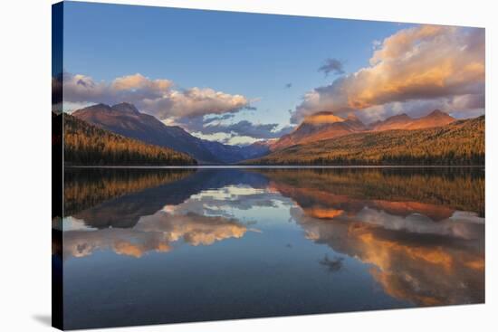 Sunset Light on Autumn Tamarack Trees over Bowman Lake in Glacier National Park, Montana Usa-Chuck Haney-Stretched Canvas