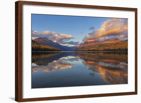 Sunset Light on Autumn Tamarack Trees over Bowman Lake in Glacier National Park, Montana Usa-Chuck Haney-Framed Photographic Print