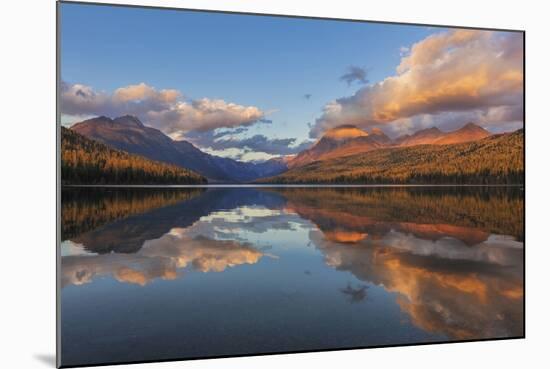 Sunset Light on Autumn Tamarack Trees over Bowman Lake in Glacier National Park, Montana Usa-Chuck Haney-Mounted Photographic Print