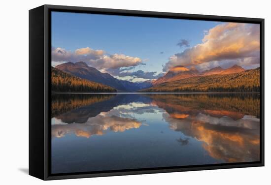 Sunset Light on Autumn Tamarack Trees over Bowman Lake in Glacier National Park, Montana Usa-Chuck Haney-Framed Stretched Canvas