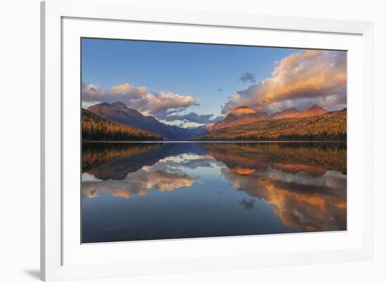 Sunset Light on Autumn Tamarack Trees over Bowman Lake in Glacier National Park, Montana Usa-Chuck Haney-Framed Photographic Print