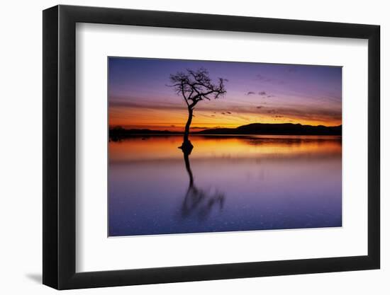 Sunset, lone tree in Milarrochy Bay, Loch Lomond and the Trossachs National Park, Balmaha, Stirling-Neale Clark-Framed Photographic Print