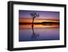 Sunset, lone tree in Milarrochy Bay, Loch Lomond and the Trossachs National Park, Balmaha, Stirling-Neale Clark-Framed Photographic Print