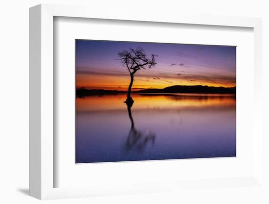 Sunset, lone tree in Milarrochy Bay, Loch Lomond and the Trossachs National Park, Balmaha, Stirling-Neale Clark-Framed Photographic Print