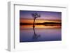 Sunset, lone tree in Milarrochy Bay, Loch Lomond and the Trossachs National Park, Balmaha, Stirling-Neale Clark-Framed Photographic Print