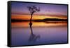 Sunset, lone tree in Milarrochy Bay, Loch Lomond and the Trossachs National Park, Balmaha, Stirling-Neale Clark-Framed Stretched Canvas