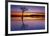 Sunset, lone tree in Milarrochy Bay, Loch Lomond and the Trossachs National Park, Balmaha, Stirling-Neale Clark-Framed Photographic Print