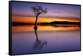 Sunset, lone tree in Milarrochy Bay, Loch Lomond and the Trossachs National Park, Balmaha, Stirling-Neale Clark-Framed Stretched Canvas