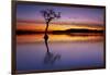 Sunset, lone tree in Milarrochy Bay, Loch Lomond and the Trossachs National Park, Balmaha, Stirling-Neale Clark-Framed Photographic Print