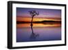 Sunset, lone tree in Milarrochy Bay, Loch Lomond and the Trossachs National Park, Balmaha, Stirling-Neale Clark-Framed Photographic Print