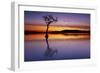 Sunset, lone tree in Milarrochy Bay, Loch Lomond and the Trossachs National Park, Balmaha, Stirling-Neale Clark-Framed Photographic Print