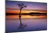 Sunset, lone tree in Milarrochy Bay, Loch Lomond and the Trossachs National Park, Balmaha, Stirling-Neale Clark-Mounted Photographic Print