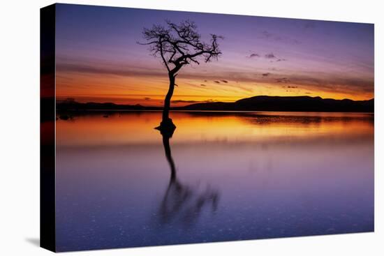 Sunset, lone tree in Milarrochy Bay, Loch Lomond and the Trossachs National Park, Balmaha, Stirling-Neale Clark-Stretched Canvas