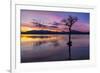 Sunset, lone tree in Milarrochy Bay, Loch Lomond and the Trossachs National Park, Balmaha, Stirling-Neale Clark-Framed Photographic Print