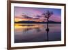 Sunset, lone tree in Milarrochy Bay, Loch Lomond and the Trossachs National Park, Balmaha, Stirling-Neale Clark-Framed Photographic Print