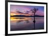 Sunset, lone tree in Milarrochy Bay, Loch Lomond and the Trossachs National Park, Balmaha, Stirling-Neale Clark-Framed Photographic Print