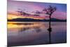 Sunset, lone tree in Milarrochy Bay, Loch Lomond and the Trossachs National Park, Balmaha, Stirling-Neale Clark-Mounted Photographic Print