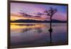 Sunset, lone tree in Milarrochy Bay, Loch Lomond and the Trossachs National Park, Balmaha, Stirling-Neale Clark-Framed Photographic Print