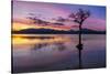 Sunset, lone tree in Milarrochy Bay, Loch Lomond and the Trossachs National Park, Balmaha, Stirling-Neale Clark-Stretched Canvas