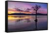 Sunset, lone tree in Milarrochy Bay, Loch Lomond and the Trossachs National Park, Balmaha, Stirling-Neale Clark-Framed Stretched Canvas