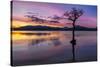 Sunset, lone tree in Milarrochy Bay, Loch Lomond and the Trossachs National Park, Balmaha, Stirling-Neale Clark-Stretched Canvas