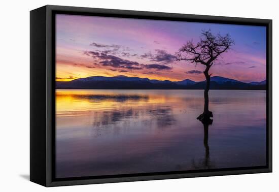 Sunset, lone tree in Milarrochy Bay, Loch Lomond and the Trossachs National Park, Balmaha, Stirling-Neale Clark-Framed Stretched Canvas