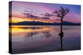 Sunset, lone tree in Milarrochy Bay, Loch Lomond and the Trossachs National Park, Balmaha, Stirling-Neale Clark-Stretched Canvas