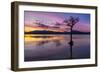 Sunset, lone tree in Milarrochy Bay, Loch Lomond and the Trossachs National Park, Balmaha, Stirling-Neale Clark-Framed Photographic Print