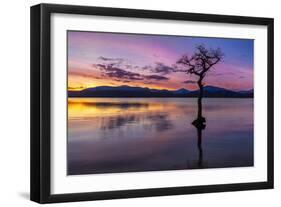 Sunset, lone tree in Milarrochy Bay, Loch Lomond and the Trossachs National Park, Balmaha, Stirling-Neale Clark-Framed Photographic Print