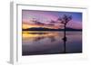 Sunset, lone tree in Milarrochy Bay, Loch Lomond and the Trossachs National Park, Balmaha, Stirling-Neale Clark-Framed Photographic Print