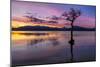 Sunset, lone tree in Milarrochy Bay, Loch Lomond and the Trossachs National Park, Balmaha, Stirling-Neale Clark-Mounted Photographic Print