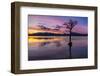 Sunset, lone tree in Milarrochy Bay, Loch Lomond and the Trossachs National Park, Balmaha, Stirling-Neale Clark-Framed Photographic Print