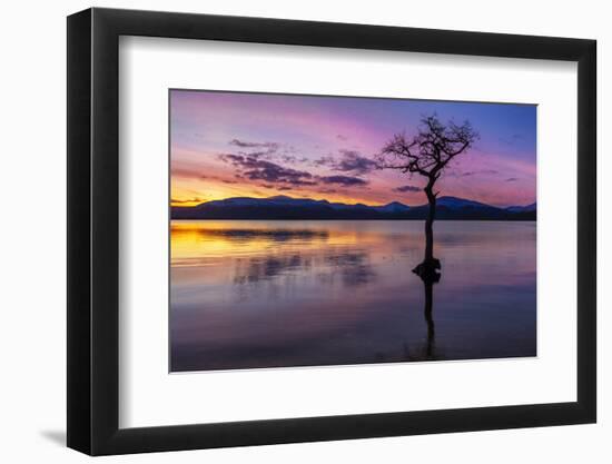 Sunset, lone tree in Milarrochy Bay, Loch Lomond and the Trossachs National Park, Balmaha, Stirling-Neale Clark-Framed Photographic Print