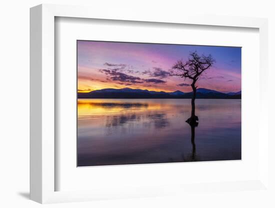 Sunset, lone tree in Milarrochy Bay, Loch Lomond and the Trossachs National Park, Balmaha, Stirling-Neale Clark-Framed Photographic Print