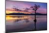 Sunset, lone tree in Milarrochy Bay, Loch Lomond and the Trossachs National Park, Balmaha, Stirling-Neale Clark-Mounted Photographic Print