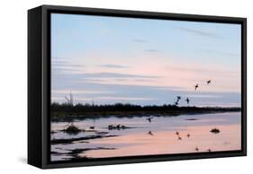 Sunset March Black Ducks-Wilhelm Goebel-Framed Stretched Canvas