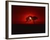 Sunset, Mundi Mundi Plains, New South Wales, Australia, Pacific-Mawson Mark-Framed Photographic Print