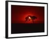 Sunset, Mundi Mundi Plains, New South Wales, Australia, Pacific-Mawson Mark-Framed Photographic Print